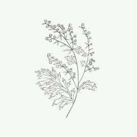 Artemisia absinthium